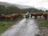 glen Lyon Cows on road