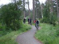 Old Logging Trail