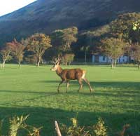 Deer at Lochranza