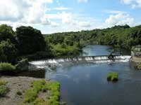 Tree balanced in Weir