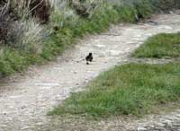 Duckling in need of a bicycle!