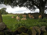 sheep in the Uldale fells