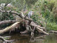 heron in Carlisle