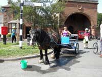 Horse at Corby