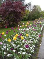 Tulips at the biblical garden, Elgin