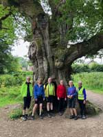 The Birnam Oak