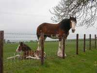 Mare and Foal